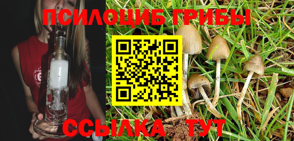 Галлюциногенные грибы Psilocybine cubensis Уварово